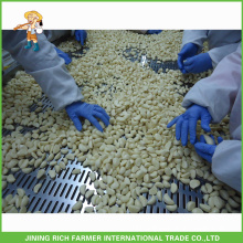 Naturally High Quality Chinese Fresh Peeled Garlic Processing